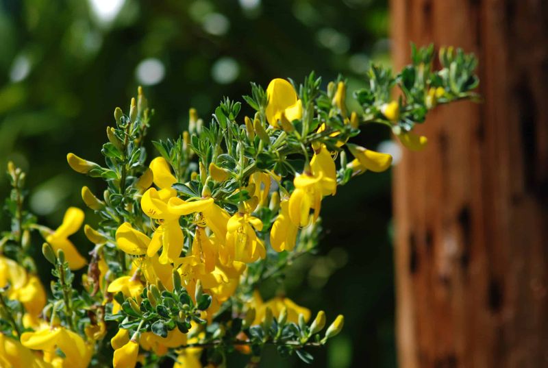 Scotch Broom (Cytisus scoparius)
