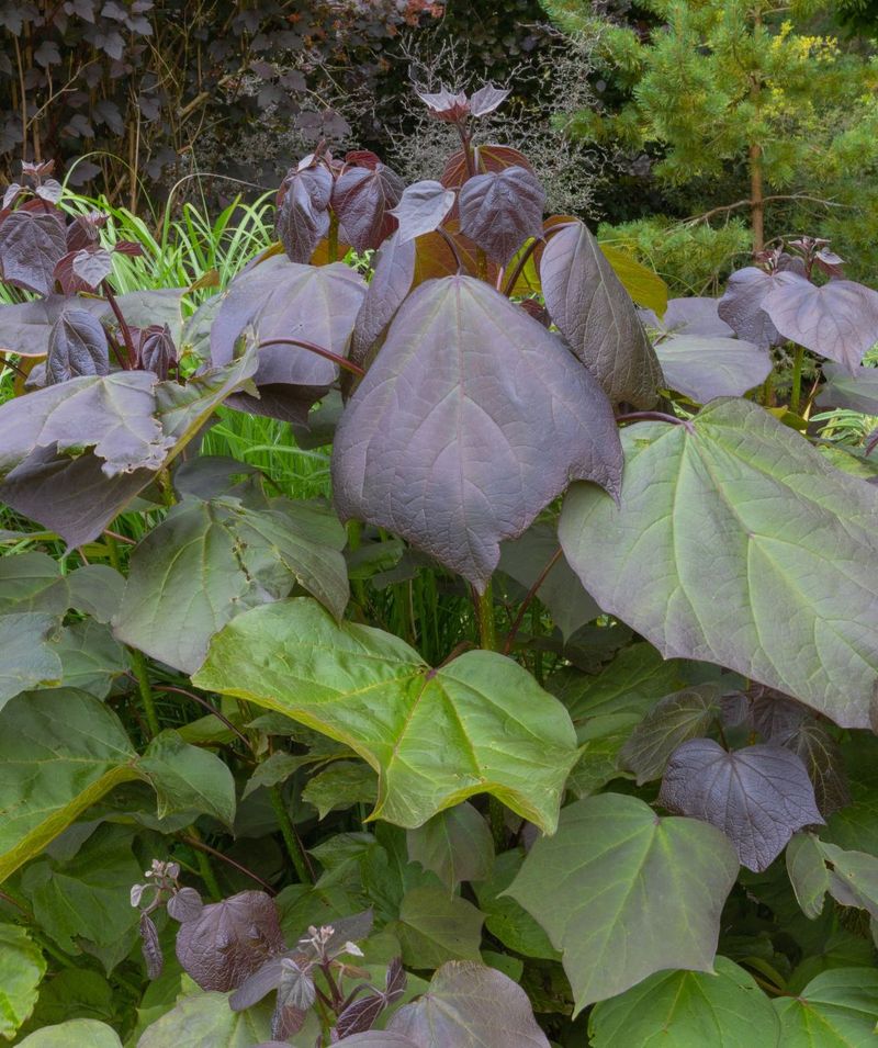 Tree to Avoid: Purple Catalpa