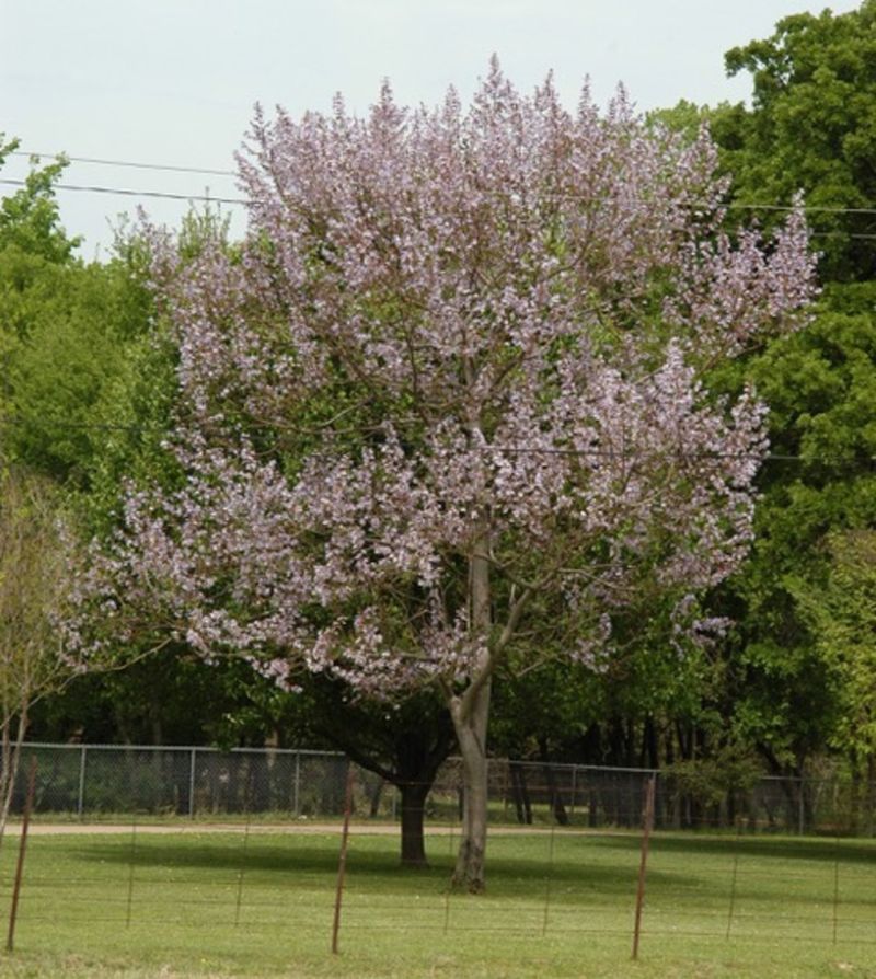 Tree to Avoid: Purple Empress Tree