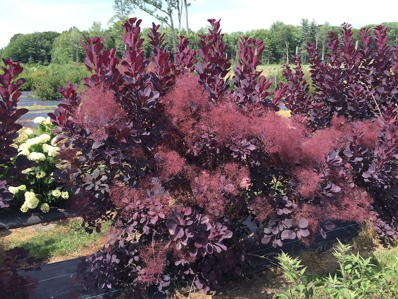 Tree to Avoid: Purple Smoke Tree