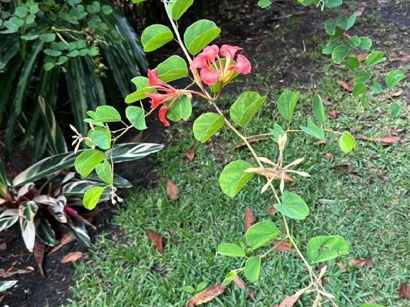 Tree to Avoid: Purple Orchid Tree