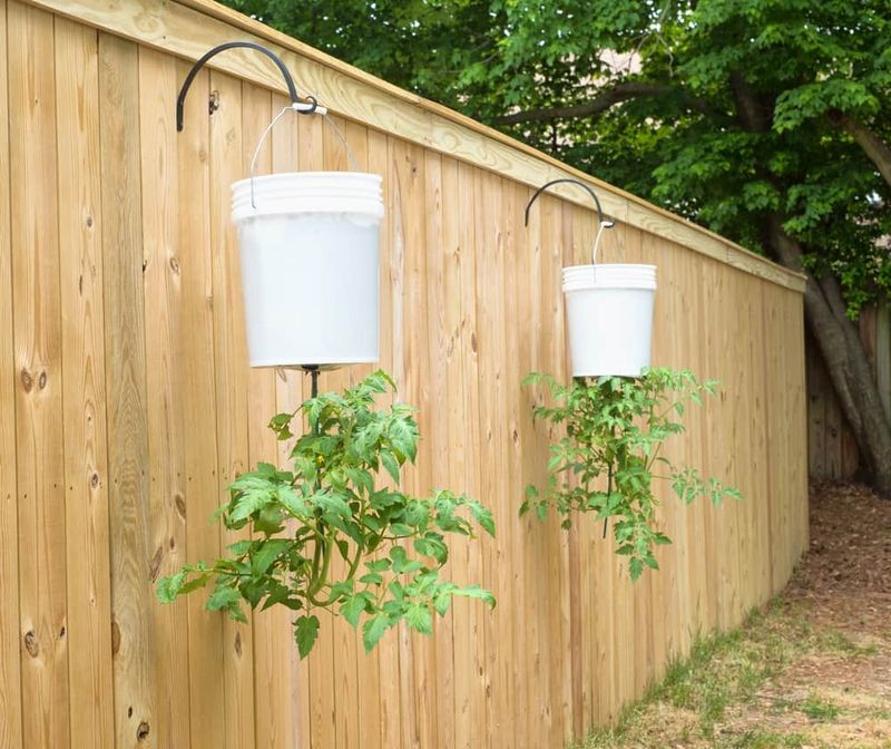 Upside-Down Tomato Planter