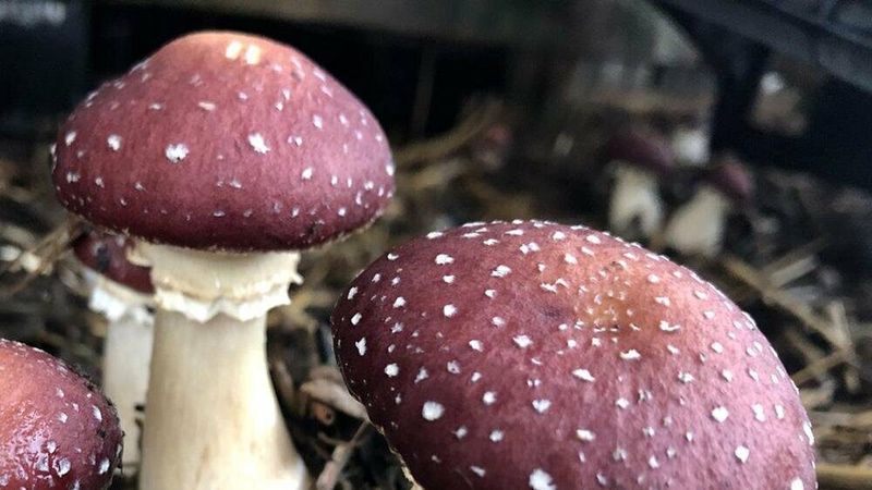 Wine Cap Mushrooms (Stropharia rugosoannulata)