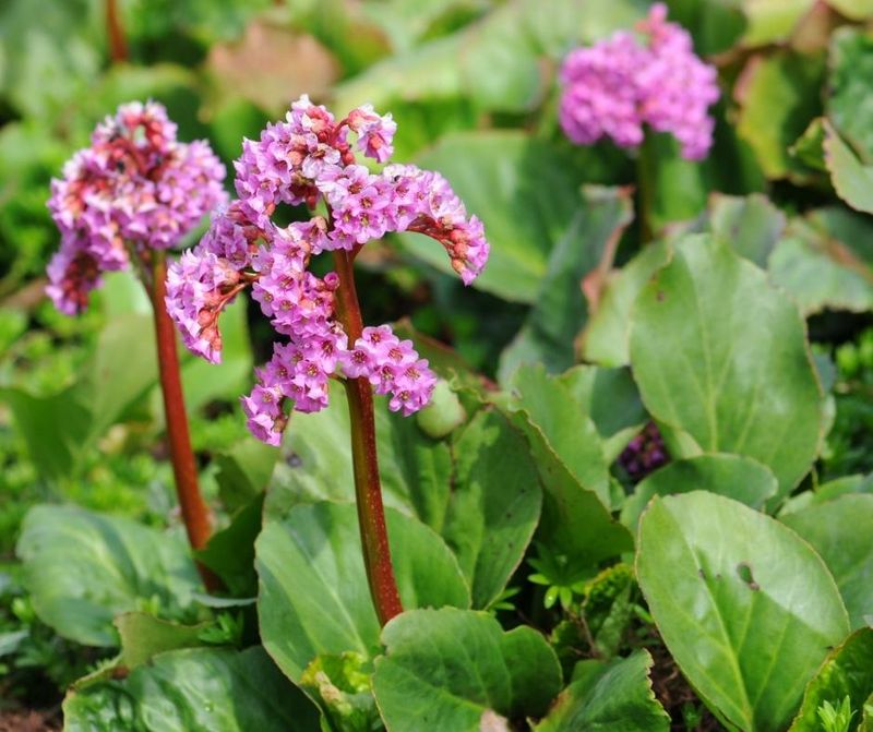Bergenia