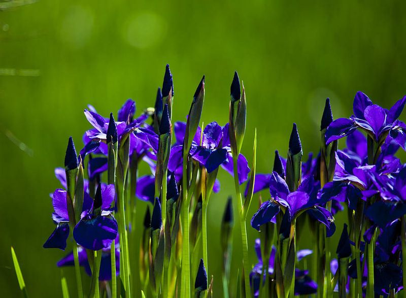 Siberian Iris