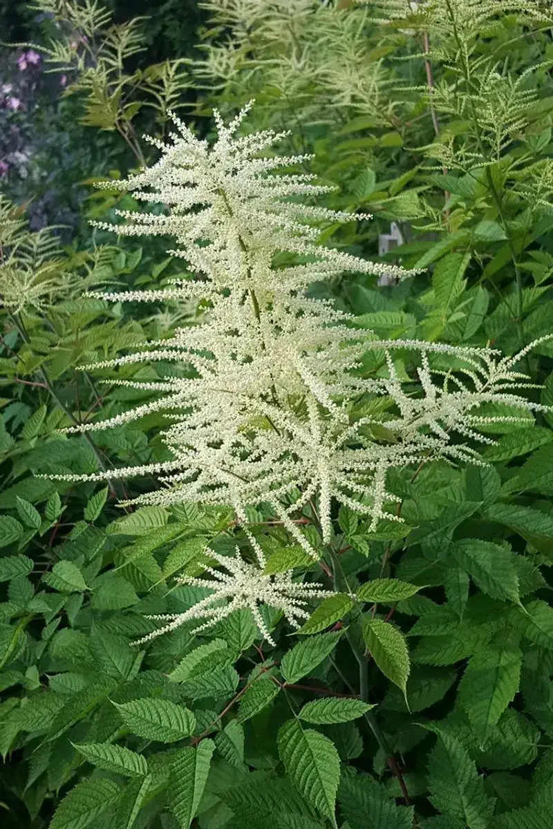 Goat's Beard