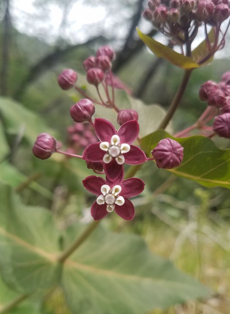 Purple Milkweed