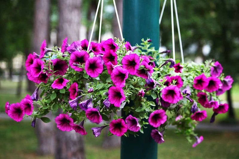 Cascading Petunias
