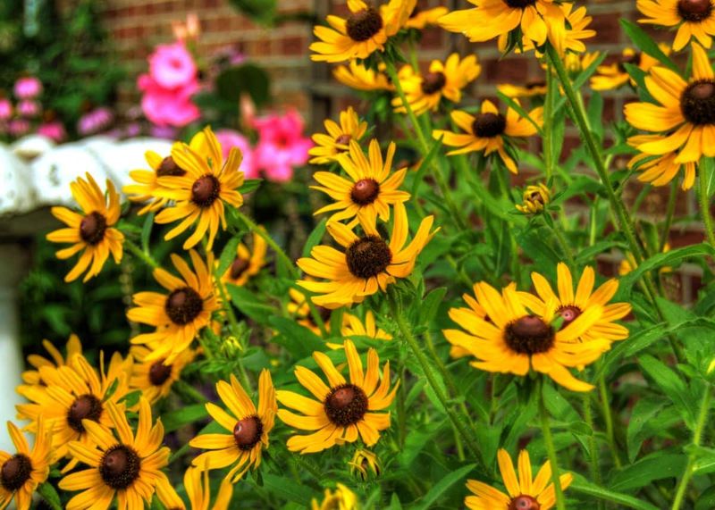 Black-eyed Susan (Rudbeckia hirta)