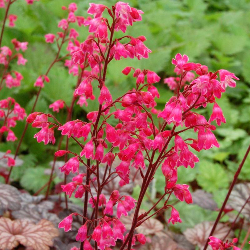 Coral Bells