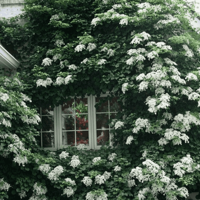 Climbing Hydrangea