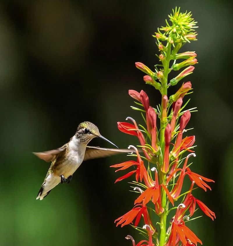 Cardinal Flower