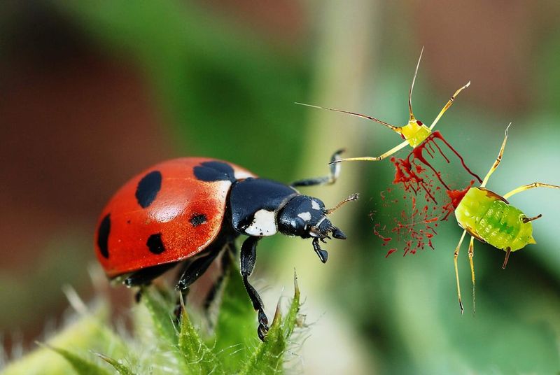 Release Ladybugs or Lacewings