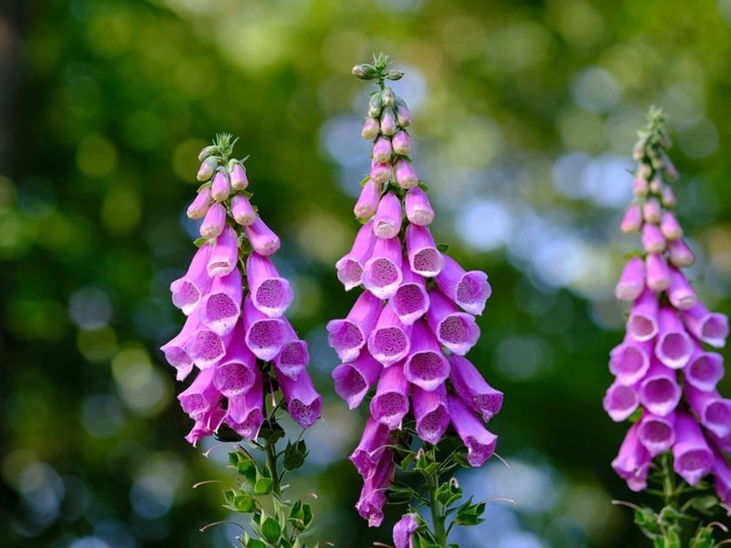 Foxglove