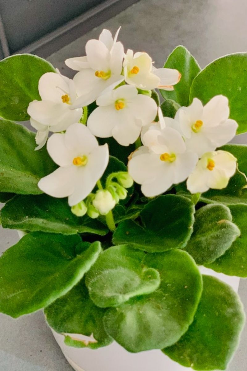 White African Violet (Saintpaulia hybrid)