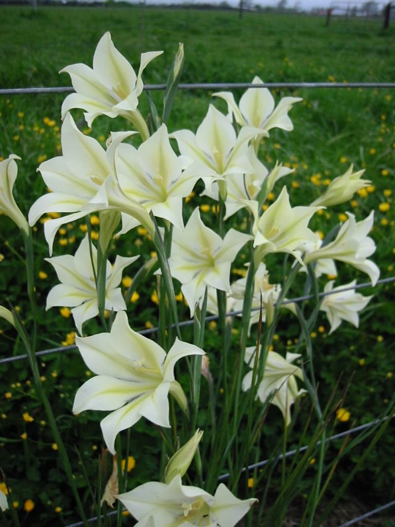 Night Gladiolus (Gladiolus tristis)