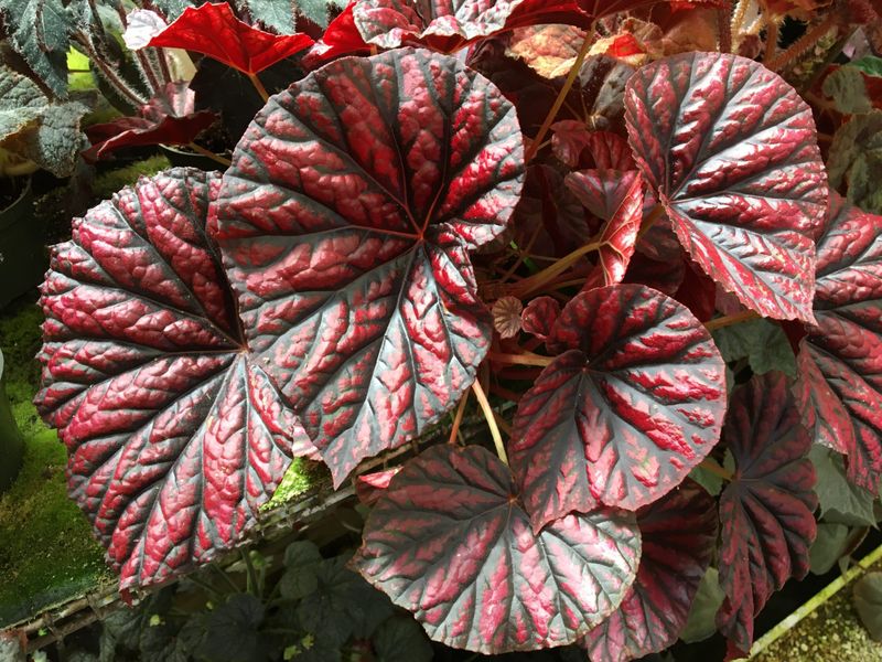 Rhizomatous Begonia
