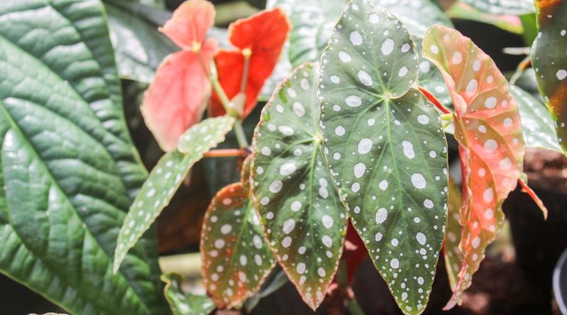 Angel Wing Begonia