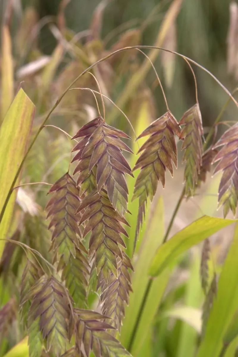 Northern Sea Oats (Chasmanthium latifolium)