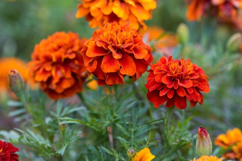 Marigold 'Fireball'