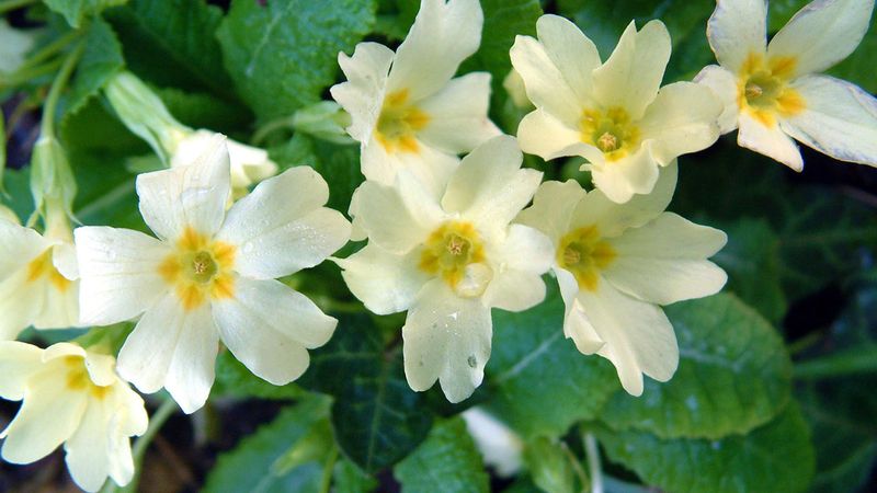 Primrose