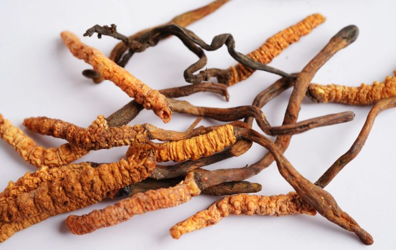 Cordyceps