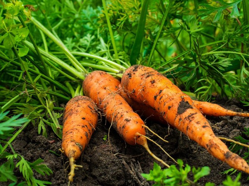 Carrots (Short Varieties)