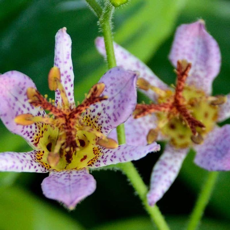 Toad Lily (Tricyrtis)