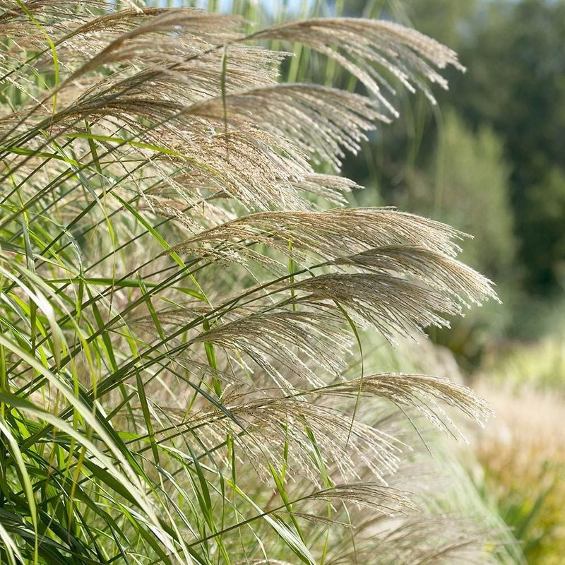 Giant Chinese Silver Grass