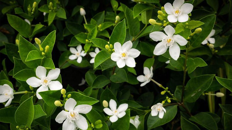 Next to Lawn Sprinklers