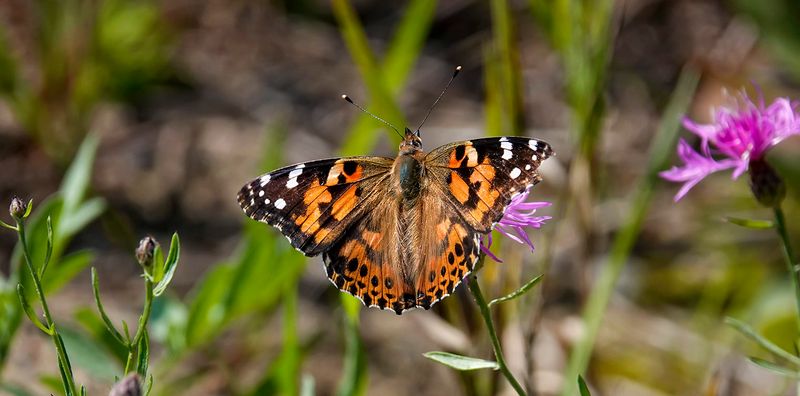 Found in Open, Sunny Areas