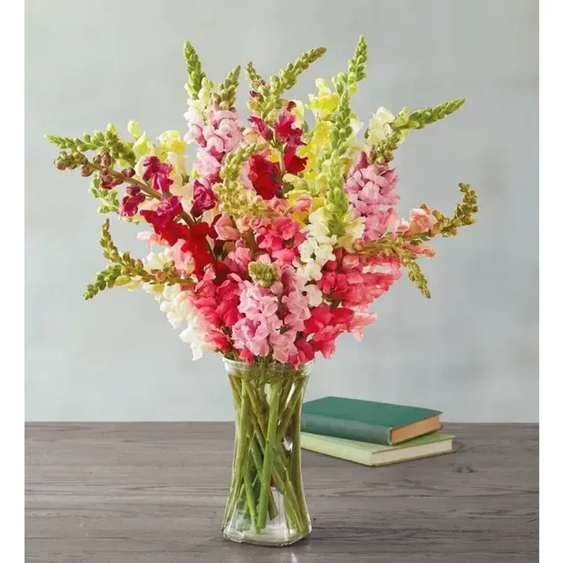 Utilizing Snapdragon Cut Flowers