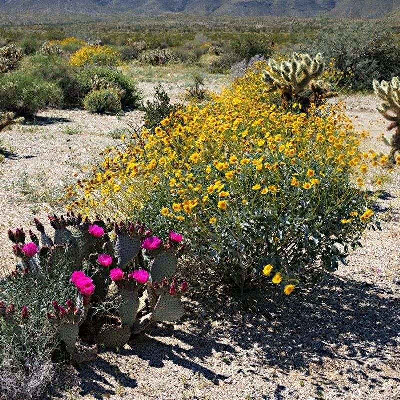 Desert Bloom