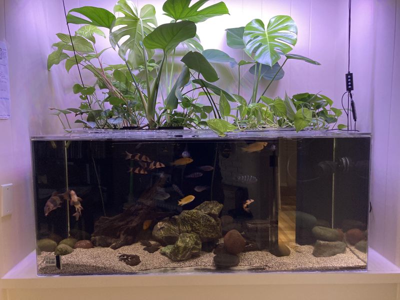 Aquarium Water (Fish Poop Gold)