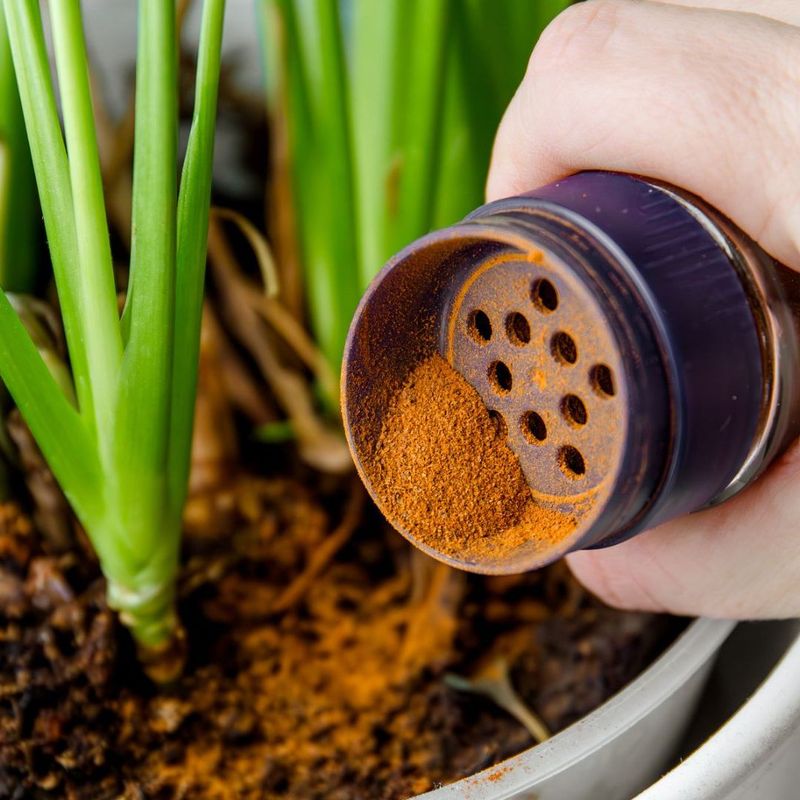 Use Cinnamon to Deter Mold