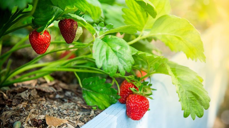 Maximize Sunlight Exposure for Rapid Fruiting