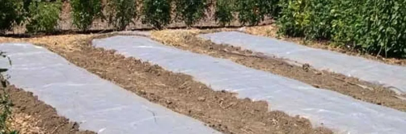 Employ Soil Solarization