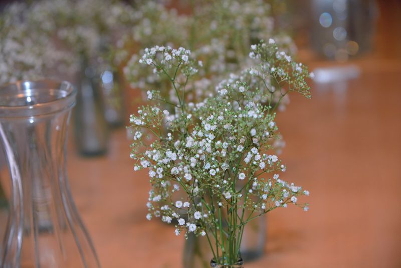 Start from Seeds or Transplants