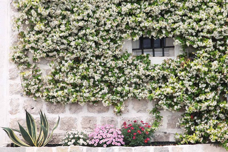 Grow Near a Warm Wall (For Cold Climates)