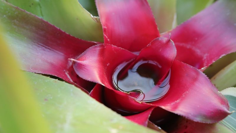 Overwatering the Center Cup