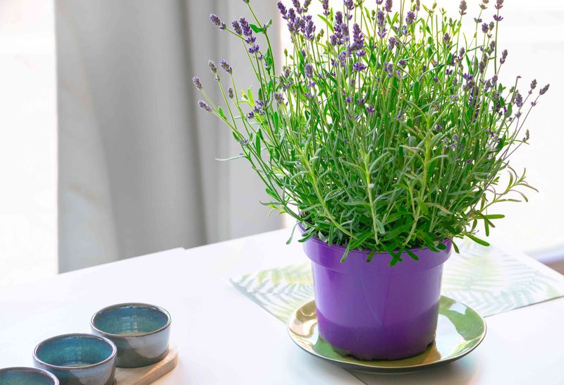 Creating a Lavender Microclimate