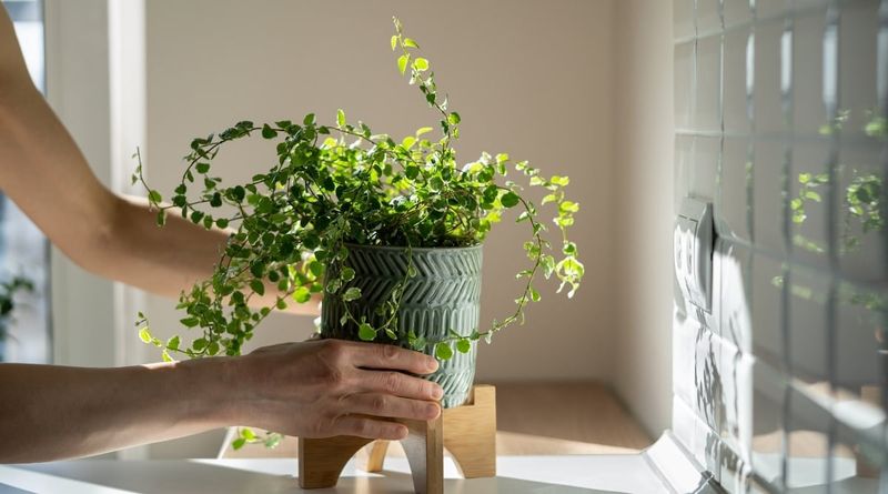 Failing to Rotate Potted Plants
