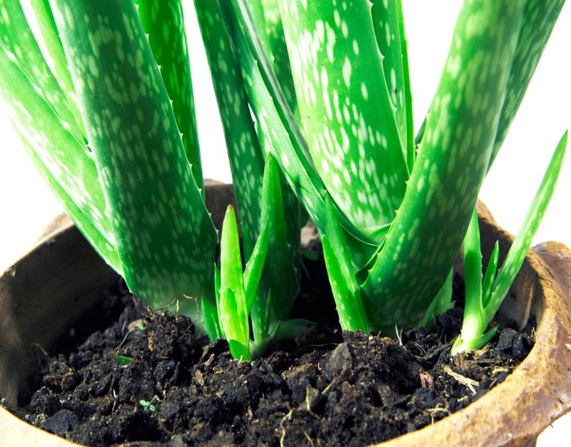 Leaf Cuttings for Propagation