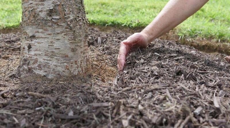 Improper Mulching Techniques