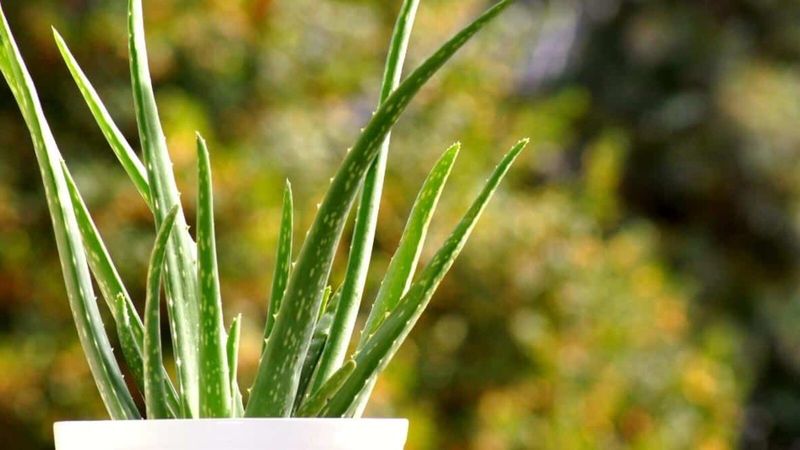 Ignoring Sunlight Needs