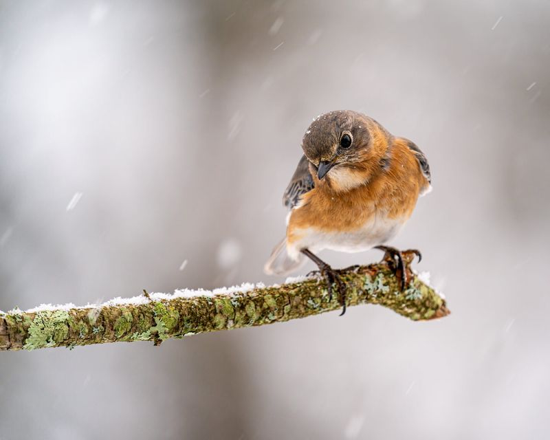 Encourage Beneficial Birds