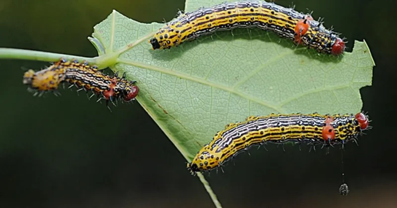 Redhumped Caterpillar