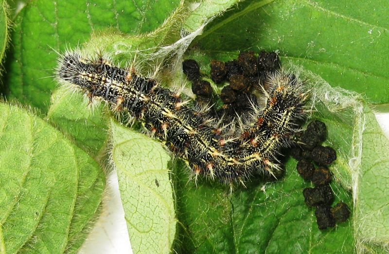 Painted Lady Caterpillar