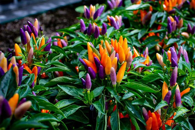Ornamental Peppers
