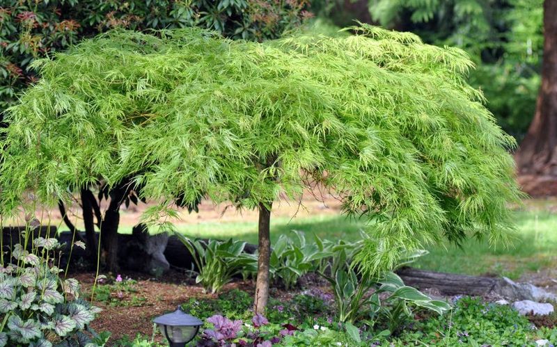 Green Japanese Maple
